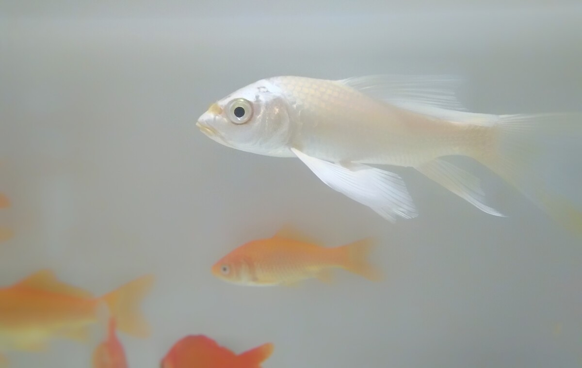 風水學屬雞的人魚缸里養幾條魚最好:屬雞的人養幾條魚合適 龍魚百科 第1張 風水學屬雞的人魚缸里養幾條魚最好:屬雞的人養幾條魚合適 風水學屬雞的人魚缸里養幾條魚最好:屬雞的人養幾條魚合適 龍魚百科 第1張
