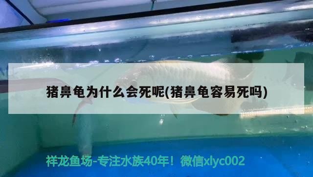 豬鼻龜為什么會死呢(豬鼻龜容易死嗎)