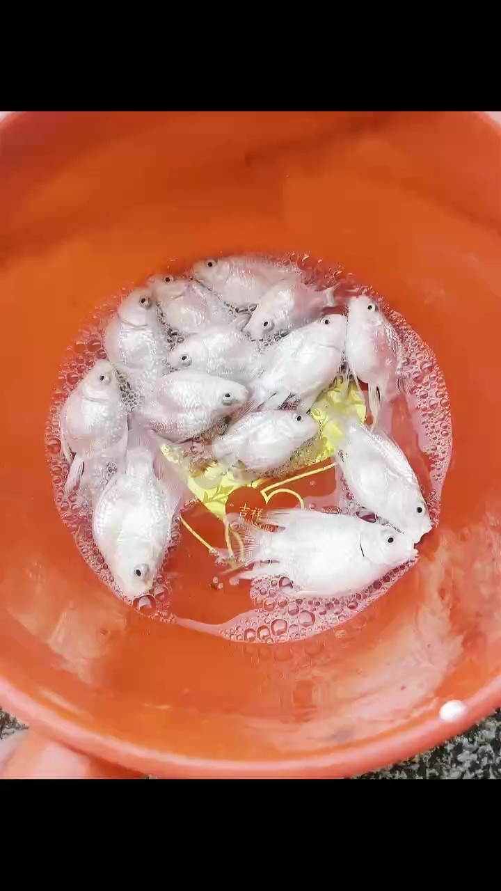 白球蝴蝶鯉苗 看上的[gouyin]