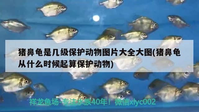 豬鼻龜是幾級保護動物圖片大全大圖(豬鼻龜從什么時候起算保護動物)