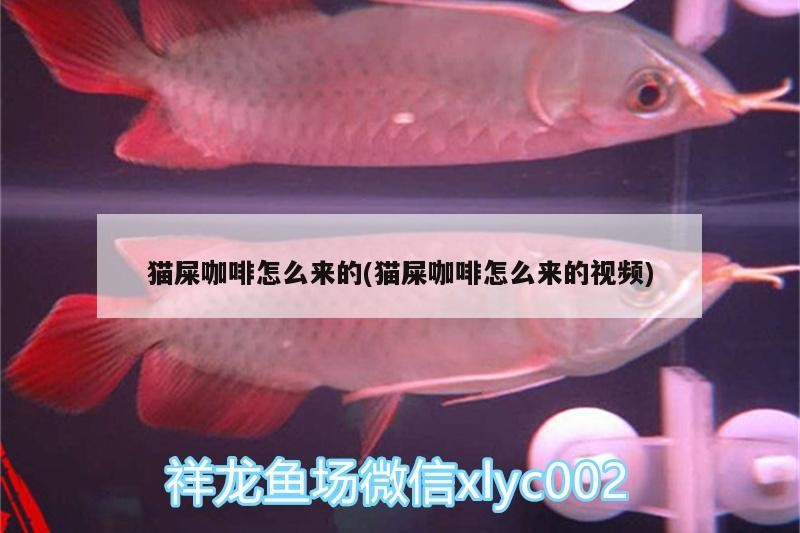 貓屎咖啡怎么來的(貓屎咖啡怎么來的視頻)
