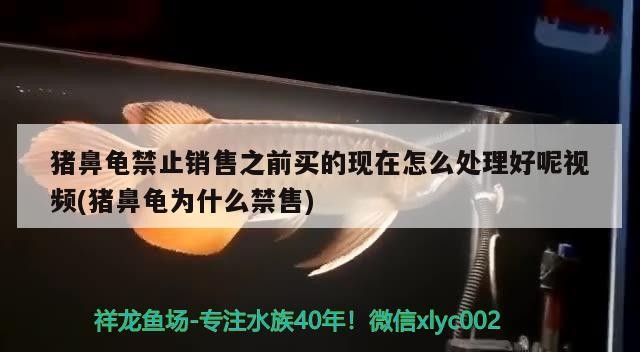 豬鼻龜禁止銷售之前買的現在怎么處理好呢視頻(豬鼻龜為什么禁售)