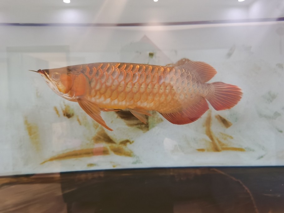 摸索改善兜嘴第一天。 摸索改善兜嘴第一天。 龍魚論壇