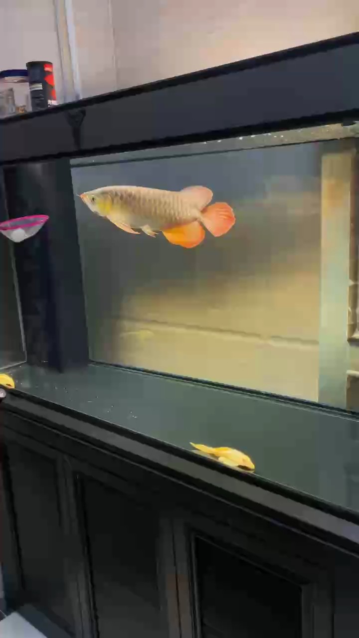 記錄第14個月，只能逗一下才能有狀態了