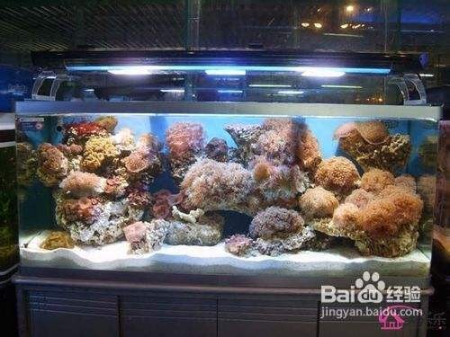 可麗愛魚缸型號說明圖（可麗愛魚缸型號說明圖片）