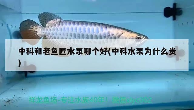 中科和老魚匠水泵哪個好(中科水泵為什么貴)