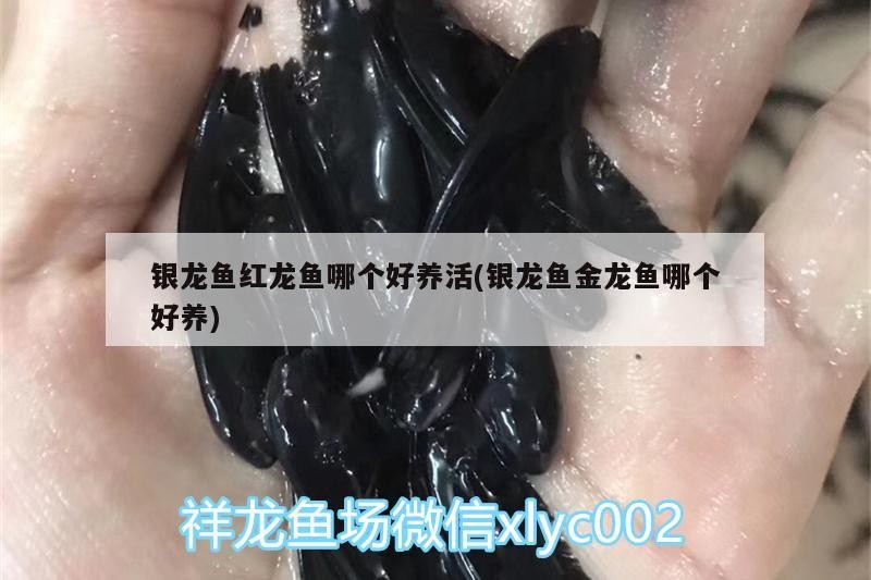 銀龍魚紅龍魚哪個好養活(銀龍魚金龍魚哪個好養)