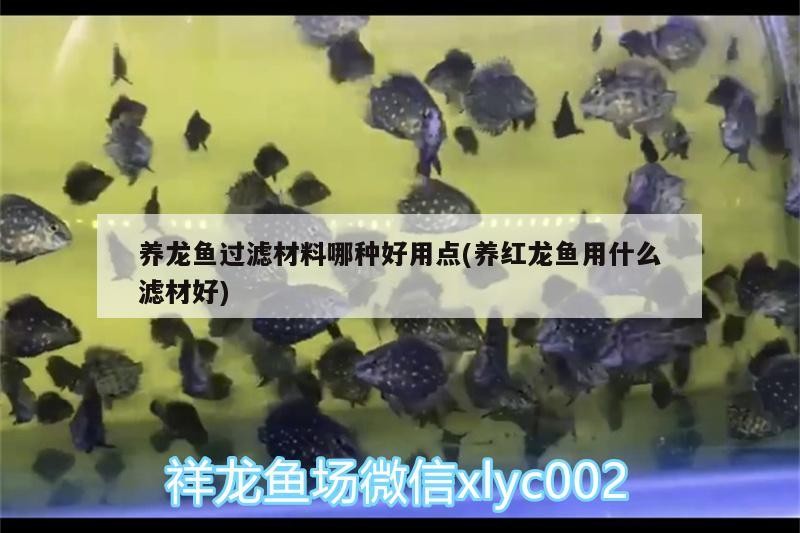 養龍魚過濾材料哪種好用點(養紅龍魚用什么濾材好)