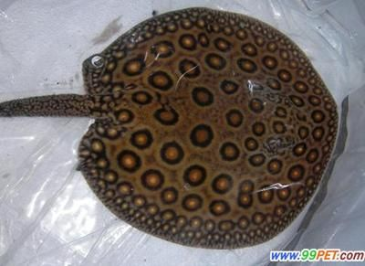 魟魚疾病：魟魚常見疾病及其癥狀