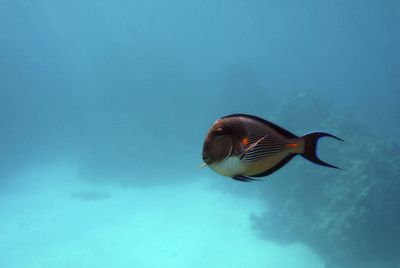 藍色的魟魚：藍色的魟魚是一種具有美麗外表和獨特的飼養要求的魚類