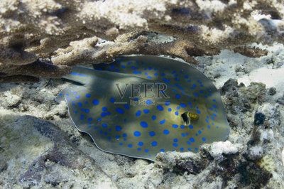 藍色的魟魚：藍色的魟魚是一種具有美麗外表和獨特的飼養要求的魚類