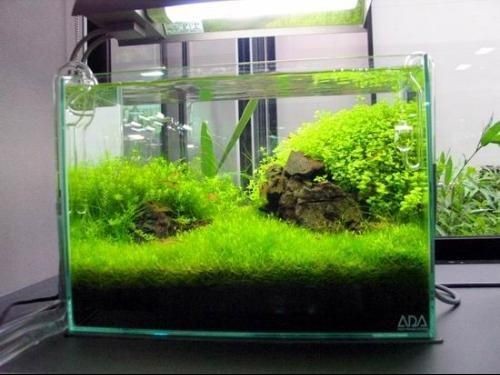 30厘米小魚(yú)缸造景種什么水草：適合30厘米小魚(yú)缸的水草有哪些？