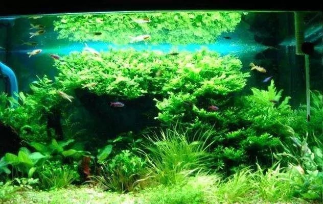 30厘米小魚(yú)缸造景種什么水草：適合30厘米小魚(yú)缸的水草有哪些？