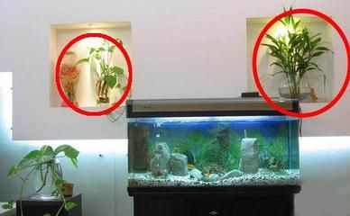 1.2米魚缸多高合適呢：1.2米長的家庭魚缸高度選擇結論