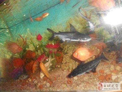 白城龍魚vs祥龍魚場（探討白城龍魚與祥龍魚場的差異之前，我們需要明確兩者所指的內容）