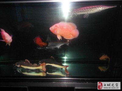 白城龍魚vs祥龍魚場（探討白城龍魚與祥龍魚場的差異之前，我們需要明確兩者所指的內容）