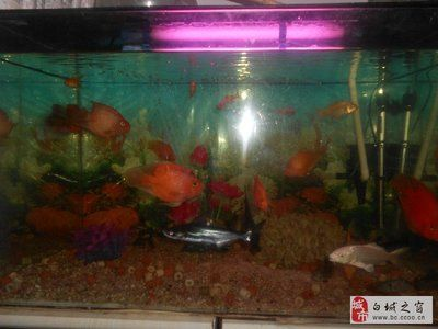 白城龍魚vs祥龍魚場（探討白城龍魚與祥龍魚場的差異之前，我們需要明確兩者所指的內容）
