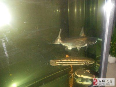 白城龍魚vs祥龍魚場（探討白城龍魚與祥龍魚場的差異之前，我們需要明確兩者所指的內容）