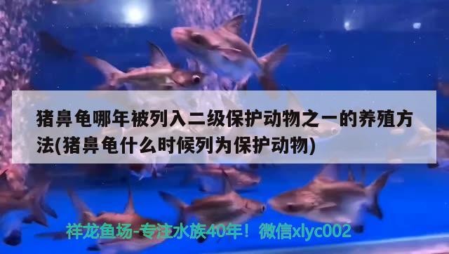 豬鼻龜哪年被列入二級保護動物之一的養殖方法(豬鼻龜什么時候列為保護動物)