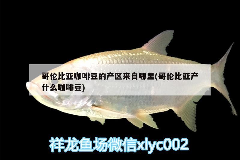 哥倫比亞咖啡豆的產區來自哪里(哥倫比亞產什么咖啡豆)
