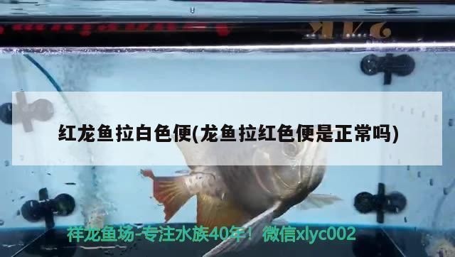 龍魚拉白便一定是腸炎嗎vs祥龍魚場：祥龍魚場的龍魚品種，龍魚腸炎的治療方法