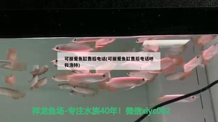 龍魚拉白便一定是腸炎嗎vs祥龍魚場：祥龍魚場的龍魚品種，龍魚腸炎的治療方法