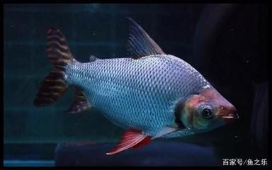 虎魚跟錦鯉能一起養嗎？：虎魚和錦鯉可以一起養但需要注意一些事項，但需要注意一些事項