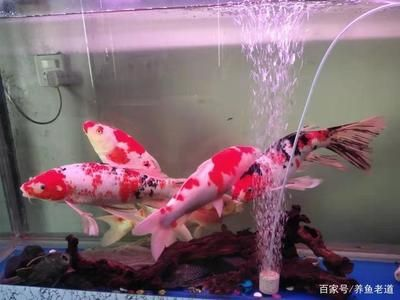 虎魚跟錦鯉能一起養嗎？：虎魚和錦鯉可以一起養但需要注意一些事項，但需要注意一些事項