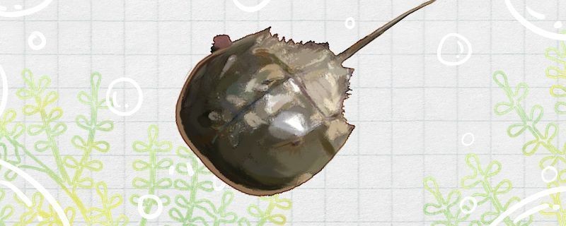 目前什么品牌的紅龍魚最好養的：紅龍魚品牌中哪些品牌被認為最好養