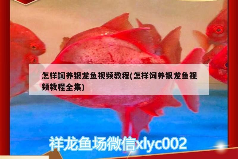 怎樣飼養銀龍魚視頻教程(怎樣飼養銀龍魚視頻教程全集)