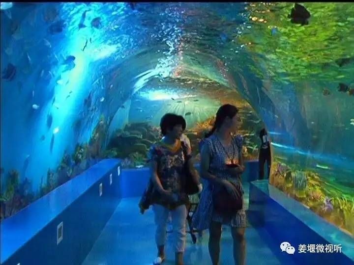 泰州水族館vs祥龍魚場（探討泰州水族館與祥龍魚場的區別之前需要明確兩者的主要業務和特點）
