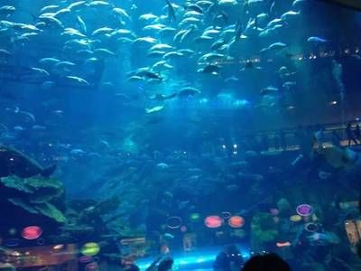 泰州水族館vs祥龍魚場（探討泰州水族館與祥龍魚場的區別之前需要明確兩者的主要業務和特點）