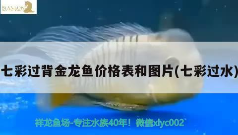 七彩過背金龍魚價格表和圖片(七彩過水)