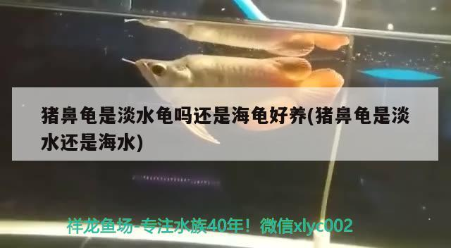 豬鼻龜是淡水龜嗎還是海龜好養(yǎng)(豬鼻龜是淡水還是海水)