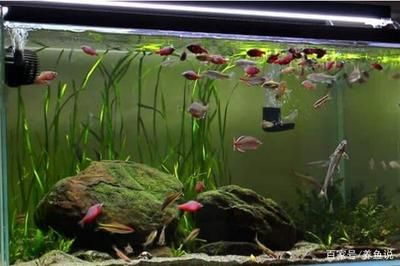 1.2米魚缸造景效果圖大全及價(jià)格：1.2米魚缸造景效果圖大全價(jià)格