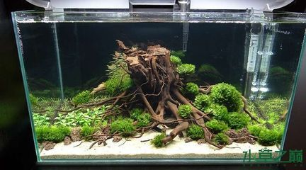 1.2米魚缸造景效果圖大全及價(jià)格：1.2米魚缸造景效果圖大全價(jià)格