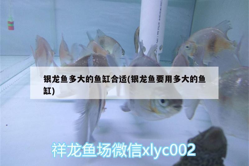 銀龍魚多大的魚缸合適(銀龍魚要用多大的魚缸) 銀龍魚多大的魚缸合適(銀龍魚要用多大的魚缸) 銀龍魚百科