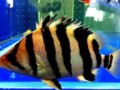 泰虎魚苗和什么魚混養:泰虎魚苗與什么魚混養 虎魚百科 第2張 泰虎魚苗和什么魚混養:泰虎魚苗與什么魚混養 泰虎魚苗和什么魚混養:泰虎魚苗與什么魚混養 虎魚百科 第2張