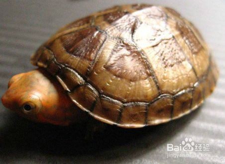 龍魚的飼料可以喂紅面蛋龜：紅面蛋龜的喂養方法
