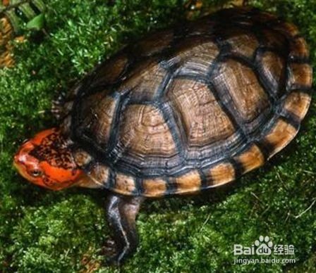 龍魚的飼料可以喂紅面蛋龜：紅面蛋龜的喂養方法