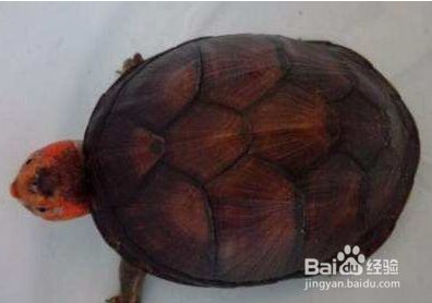龍魚的飼料可以喂紅面蛋龜：紅面蛋龜的喂養方法