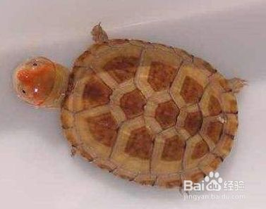 龍魚的飼料可以喂紅面蛋龜：紅面蛋龜的喂養方法