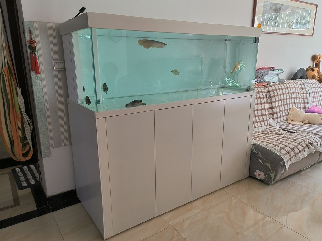 入缸第三天，三條小泥鰍3-4cm，喂虎魚的，虎魚沒吃上幾條，有點(diǎn)撐