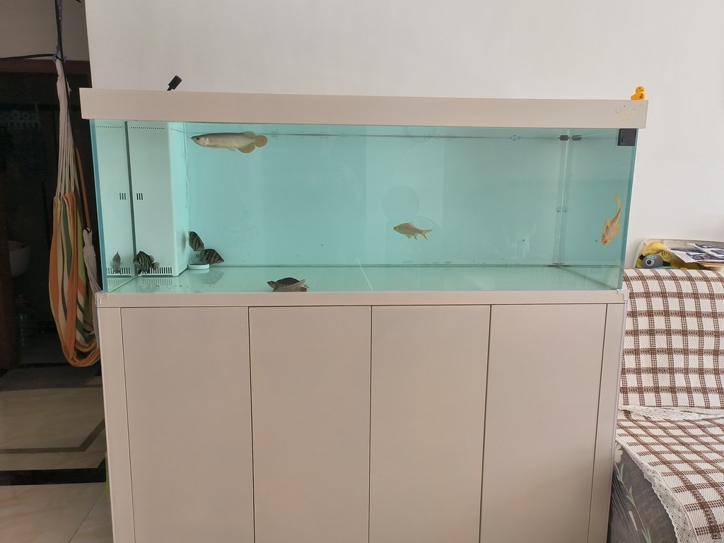 入缸第三天，三條小泥鰍3-4cm，喂虎魚的，虎魚沒吃上幾條，有點(diǎn)撐