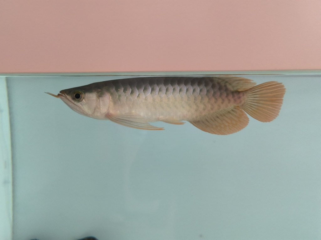 入缸第三天，三條小泥鰍3-4cm，喂虎魚的，虎魚沒吃上幾條，有點(diǎn)撐