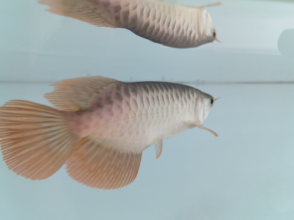 入缸第三天，三條小泥鰍3-4cm，喂虎魚的，虎魚沒吃上幾條，有點(diǎn)撐