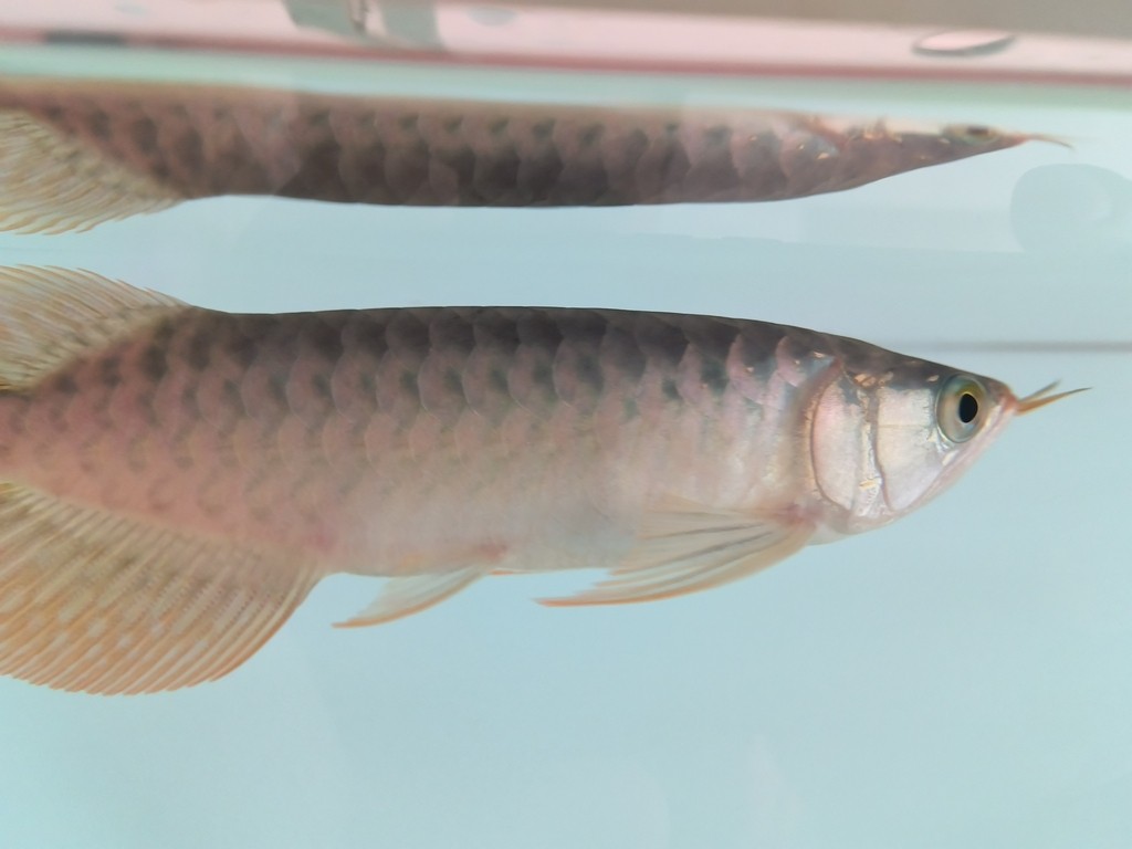 入缸第三天，三條小泥鰍3-4cm，喂虎魚的，虎魚沒吃上幾條，有點(diǎn)撐
