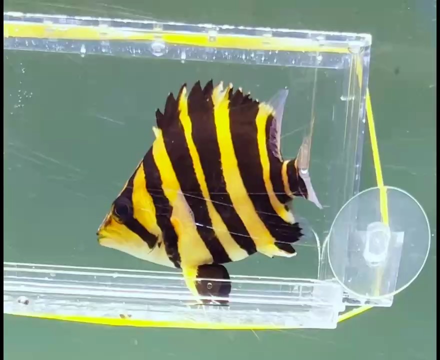 今天打卡 牛貨
