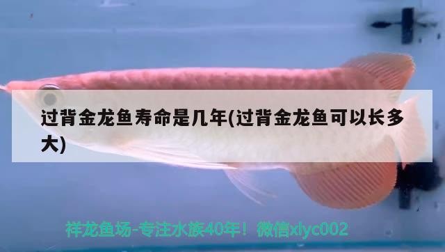 過背金龍魚壽命是幾年(過背金龍魚可以長多大)