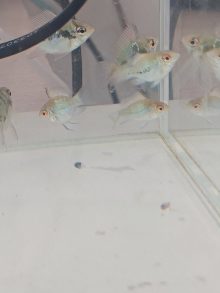 藍波子眼鏡發紅，請各位大神幫忙看看